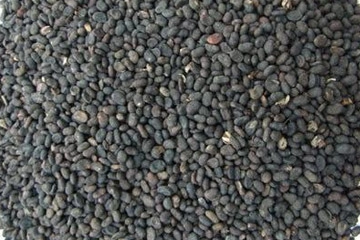 Babchi Seeds