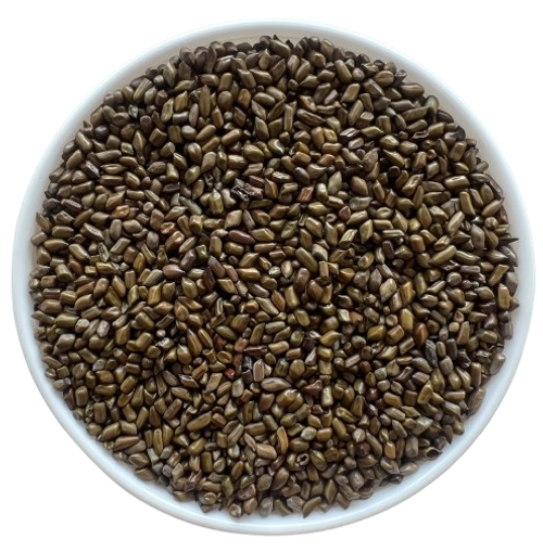 Cassia Toria Seeds