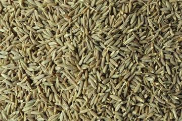 Cumin Seeds - Europe
