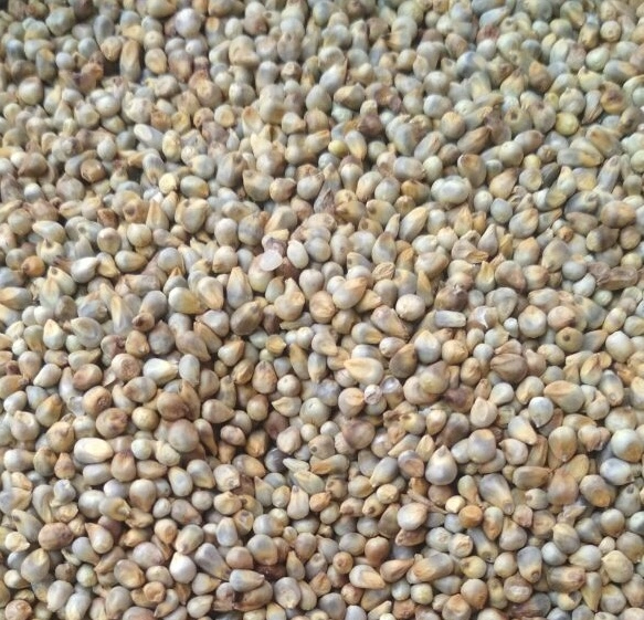 Green Millet