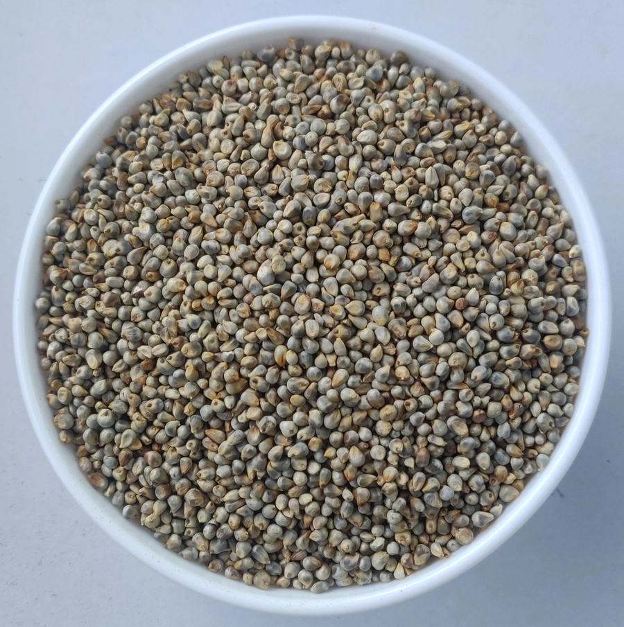 Green Millet Medium
