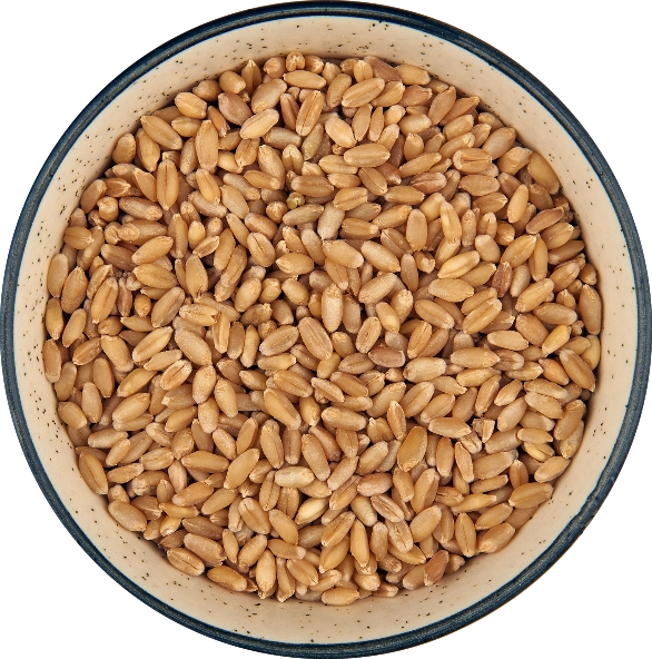 Indian Wheat Bold 