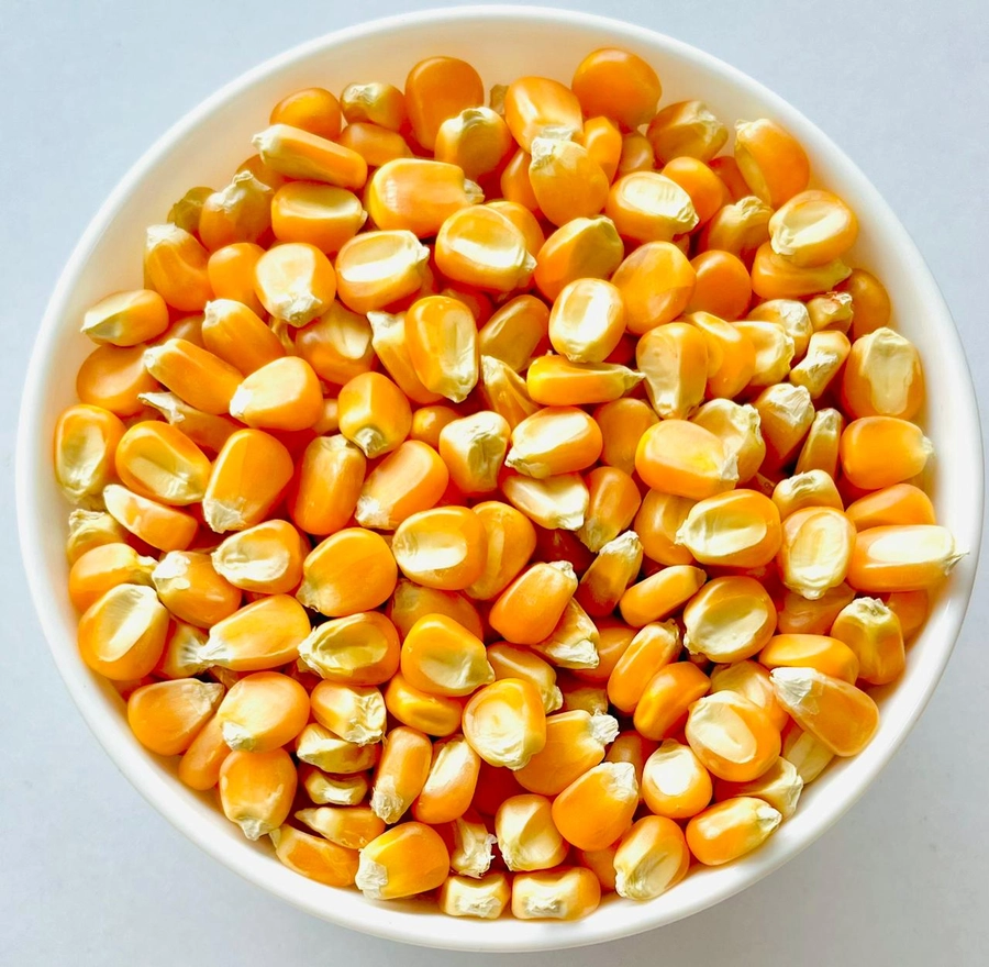 Yellow Corn Bold (Human Consumption)