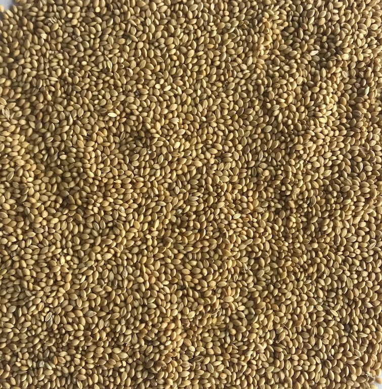 Yellow Millet